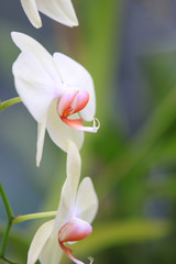 Obraz premium Close up shot of white Orchid flowers