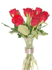 Red roses in vase, isolated towards white background