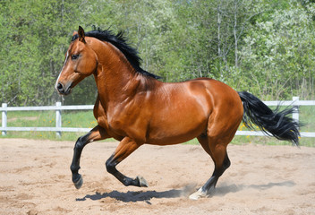 Bay horse of Ukrainian riding breed