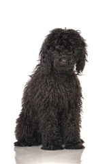 Black poodle - Schwarzer Pudel