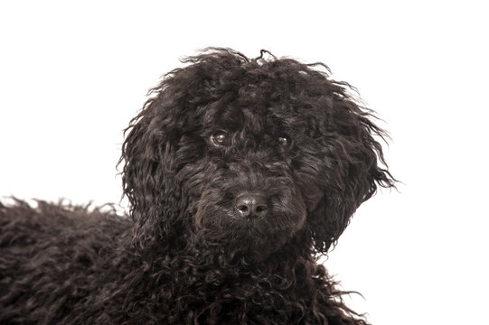 Black poodle - Schwarzer Pudel