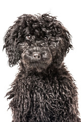 Black poodle - Schwarzer Pudel
