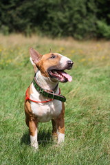 Red and white english bull terrier walking at the field