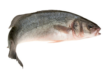 Spigola