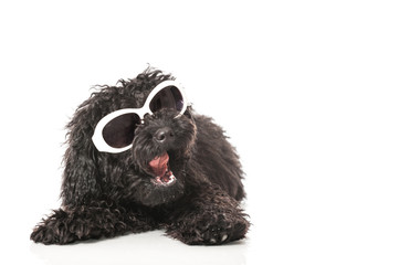 Black poodle - Schwarzer Pudel