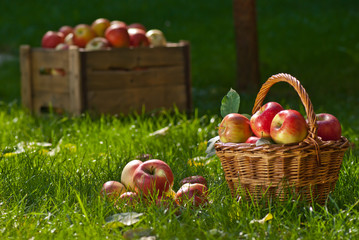 apples