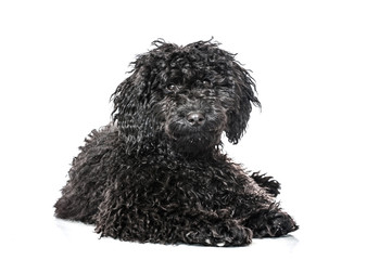 Black poodle - Schwarzer Pudel