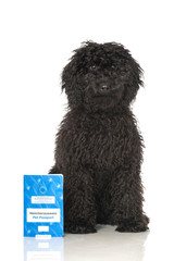 Black poodle - Schwarzer Pudel