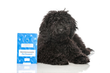 Black poodle - Schwarzer Pudel