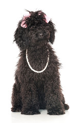 Black poodle - Schwarzer Pudel
