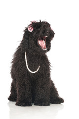 Black poodle - Schwarzer Pudel