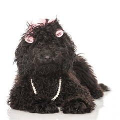 Black poodle - Schwarzer Pudel