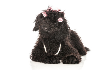 Black poodle - Schwarzer Pudel