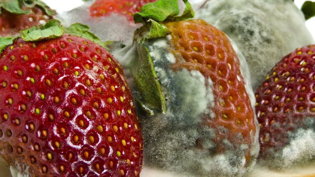 moldy Strawberries Timelapse from Near