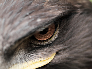 Steppe Eagle © Nneirda