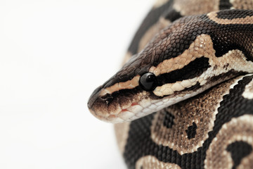 Ball Python close up
