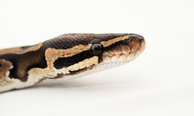 Fototapeta premium Ball Python close up