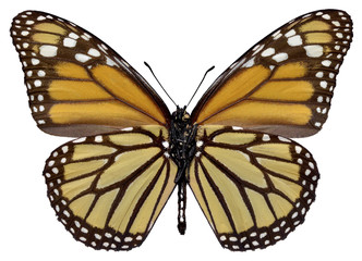 Orange monarch (Danaus plexippus) butterfly seen from belove - obrazy, fototapety, plakaty