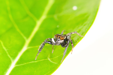 Fototapeta premium jumping spider on a leaf