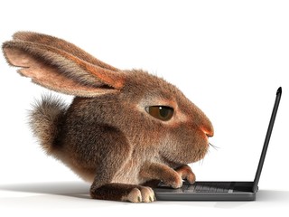 Rabbit using a laptop
