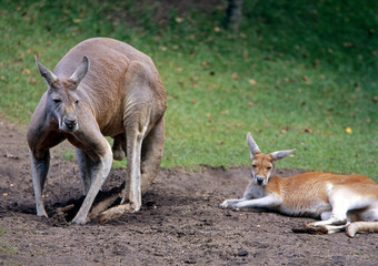 Känguru_112187 © Omika