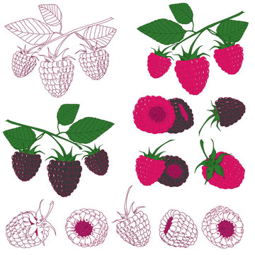 Set of raspberry and blackberry