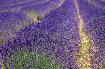 Lavendelfeld - lavender field 57
