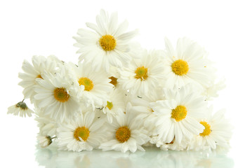 bouquet of beautiful daisies flowers, isolated on white