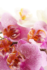 beautiful orchids, close up