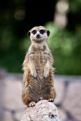 meerkat (Suricata suricatta) . wild animal 