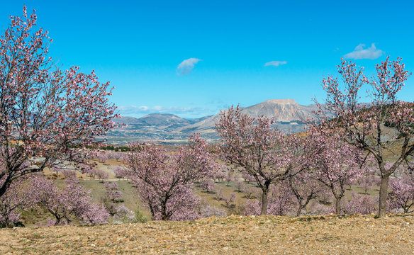 View of Almond Blossom fields, Velez Blanco, Almeria, Spain