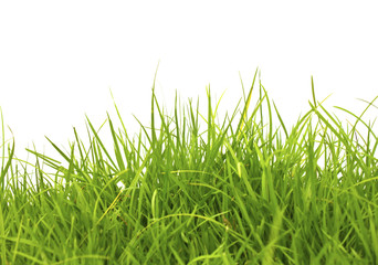 fresh spring green grass isolated on white background