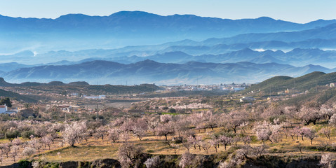 View of Almond Blossom, Huercal Overa, Almeria, Spain
