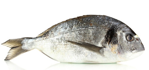 Dorado fish isolated on white
