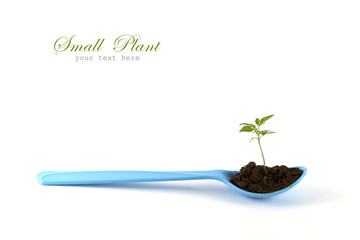 Growing green plant on sppon isolated on white background.