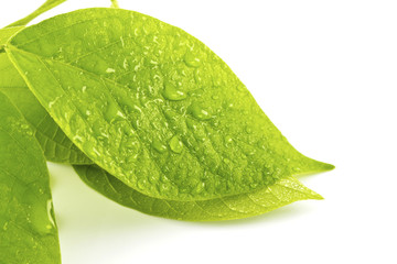 Naklejka na ściany i meble green leaf with drops of water on white background