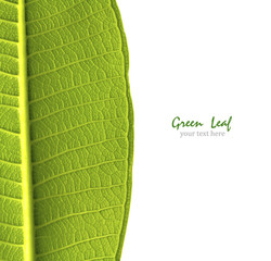 Green leaf texture