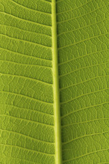 Green leaf texture