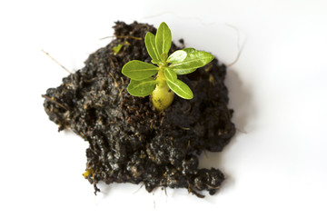 Young plant in ground over white