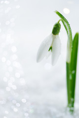 snowdrop flower on white studio snow