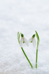 two lovely snowdrop flowers soft focus © Elena Moiseeva