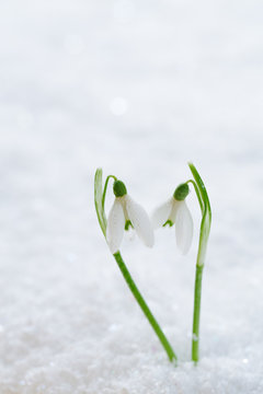 two lovely snowdrop flowers soft focus