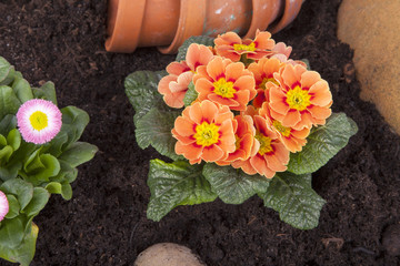 Studioaufnahme- Gartenarbeit - Primel © D. Ott