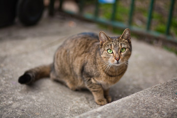 focused brown cat with breen eyes