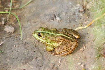 Green frog on the ground near pond