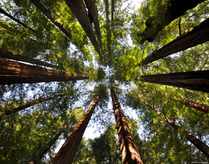 Forest with wide angle perspective