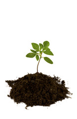 Growing green plant isolated on white background.