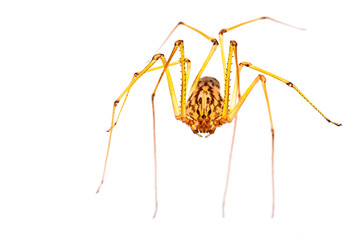 Scary spider