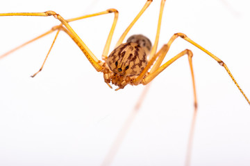Long-legged spider