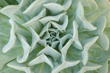 cactus texture background